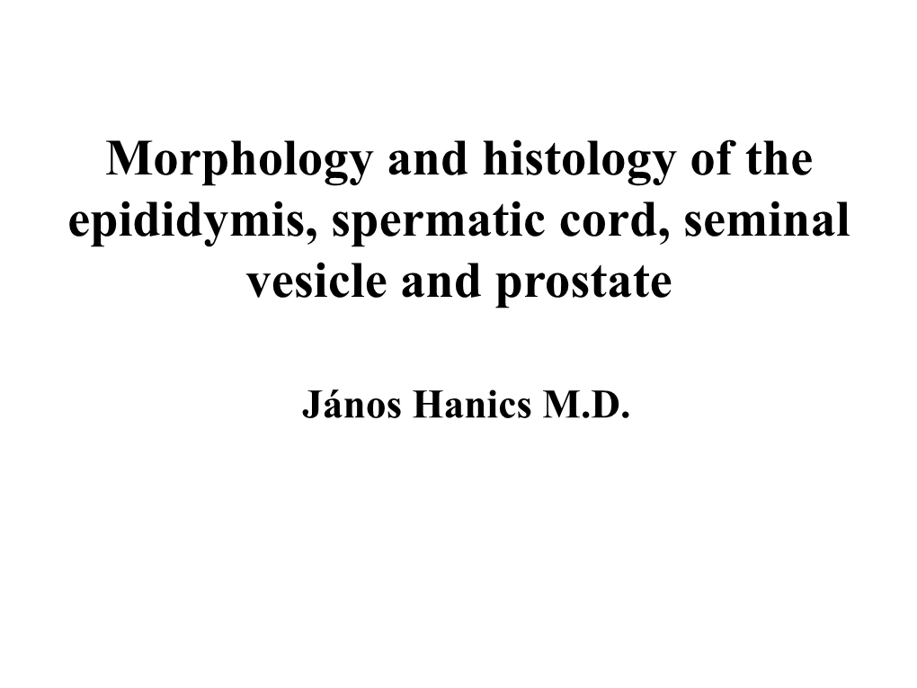 Seminal Vesicle and Prostate