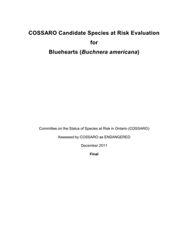 COSSARO Candidate Species at Risk Evaluation for Bluehearts (Buchnera Americana)