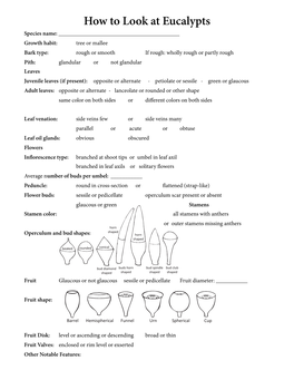 How to Look at Eucalypts