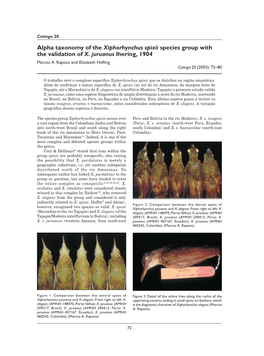 Alpha Taxonomy of the Xiphorhynchus Spixii Species Group with the Validation of X