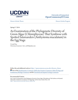 An Examination of the Phylogenetic Diversity of Green Algae (Chlorophyceae) That Symbiose with Spotted Salamanders (Ambystoma Maculatum) in the Egg Stage