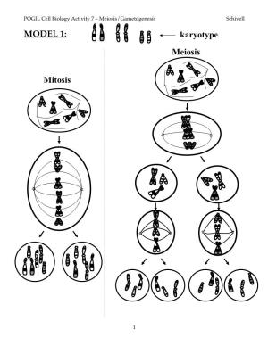 Mitosis Meiosis Karyotype