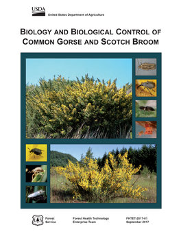 Biology and Biological Control of Common Gorse and Scotch Broom