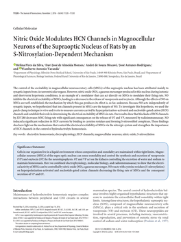 Nitric Oxide Modulates HCN Channels in Magnocellular Neurons of the Supraoptic Nucleus of Rats by an S-Nitrosylation-Dependent Mechanism