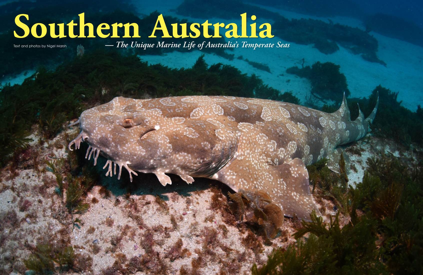 Australia Text and Photos by Nigel Marsh ­ — the Unique Marine Life of Australia’S Temperate Seas