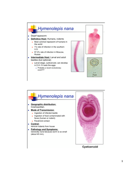 Hymenolepis Nana Hymenolepis Nana