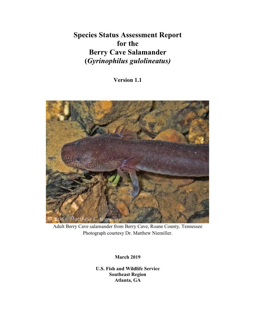 Species Status Assessment Report for the Berry Cave Salamander (Gyrinophilus Gulolineatus)
