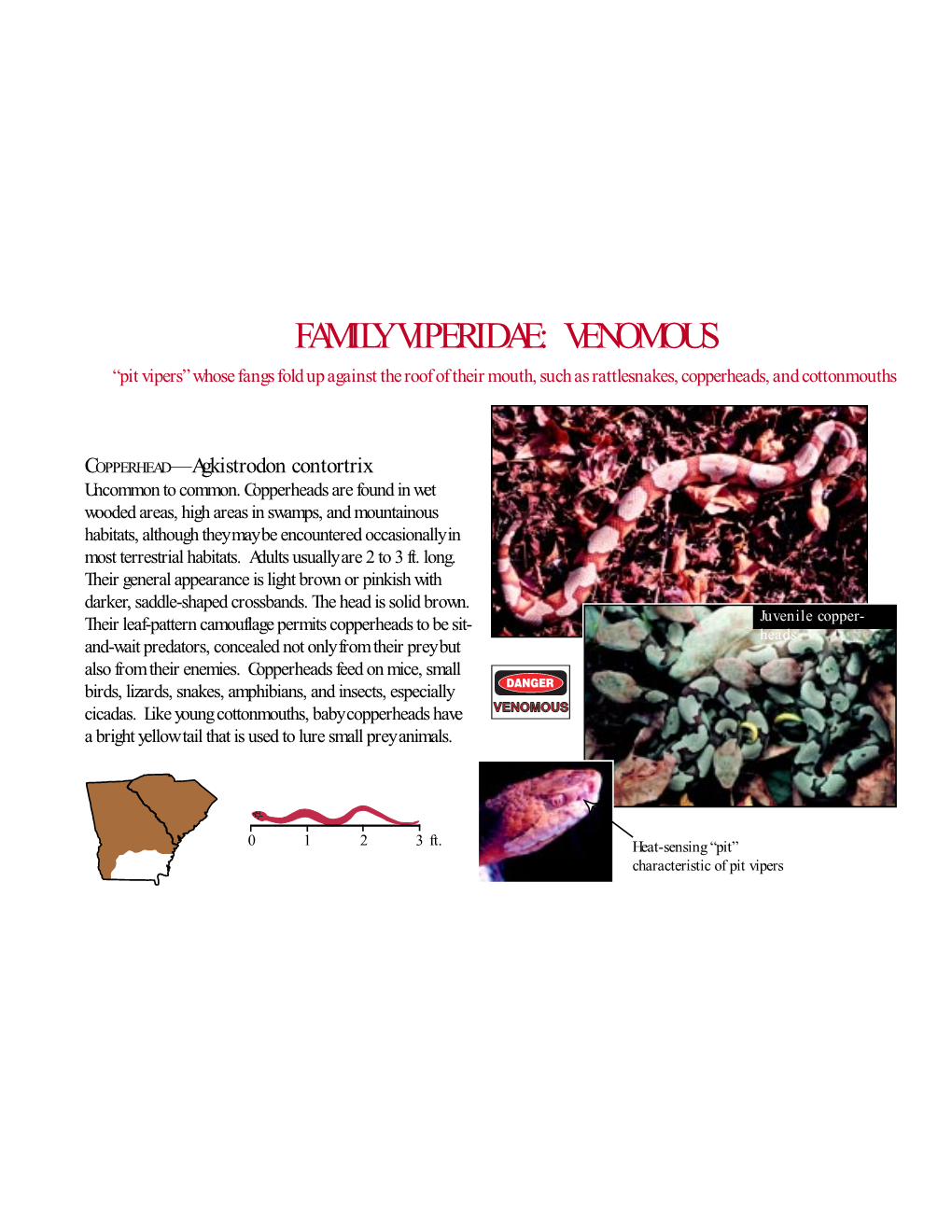 FAMILY VIPERIDAE: VENOMOUS “Pit Vipers” Whose Fangs Fold up Against the Roof of Their Mouth, Such As Rattlesnakes, Copperheads, and Cottonmouths