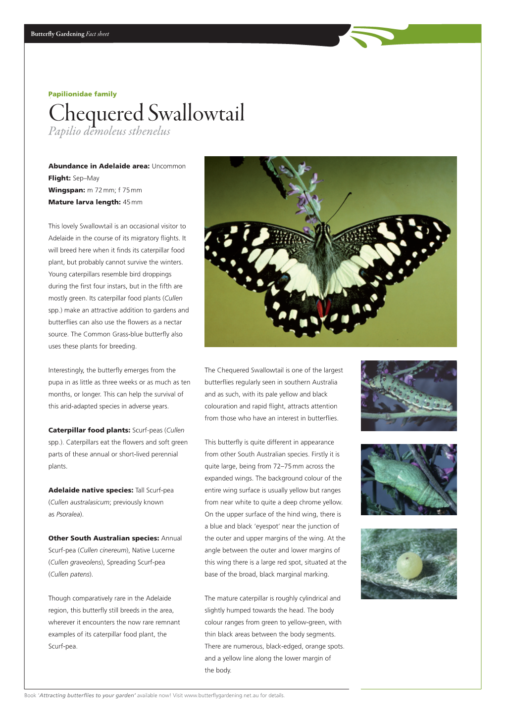 Chequered Swallowtail Papilio Demoleus Sthenelus