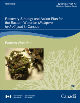 Eastern Waterfan (Peltigera Hydrothyria) in Canada