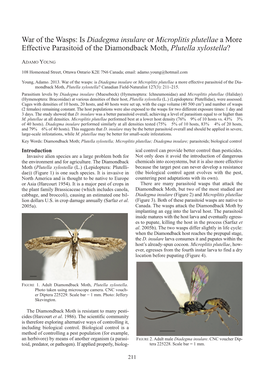 Is Diadegma Insulare Or Microplitis Plutellae a More Effective Parasitoid of the Diamondback Moth, Plutella Xylostella ?