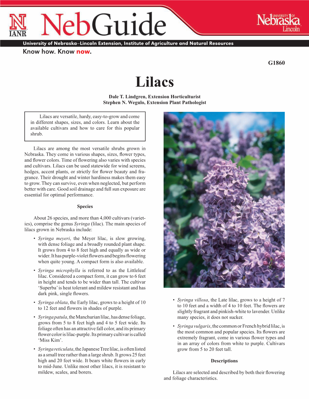 Lilacs Dale T
