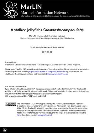 A Stalked Jellyfish (Calvadosia Campanulata)