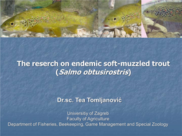The Reserch on Endemic Soft-Muzzled Trout (Salmo Obtusirostris)