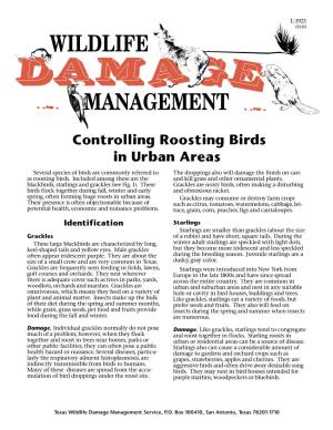 Controlling Roosting Birds in Urban Areas