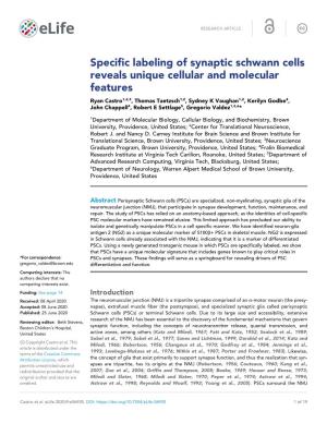 Specific Labeling of Synaptic Schwann Cells Reveals Unique Cellular And