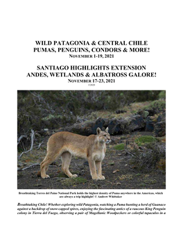 Wild Patagonia & Central Chile Pumas, Penguins, Condors & More!