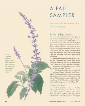 A Fall Sampler: Salvia, Corydalis, Ceratostigma