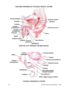 Male Genital System