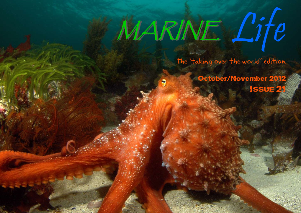 MARINEMARINE Life the ‘Taking Over the World’ Edition