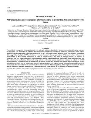 ATP Distribution and Localization of Mitochondria in Suberites Domuncula (Olivi 1792) Tissue