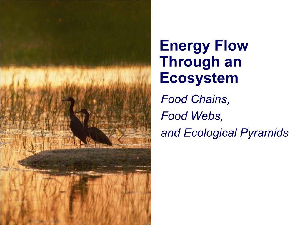 Energy Flow Through An Ecosystem Food Chains, Food Webs, And Ecological ...