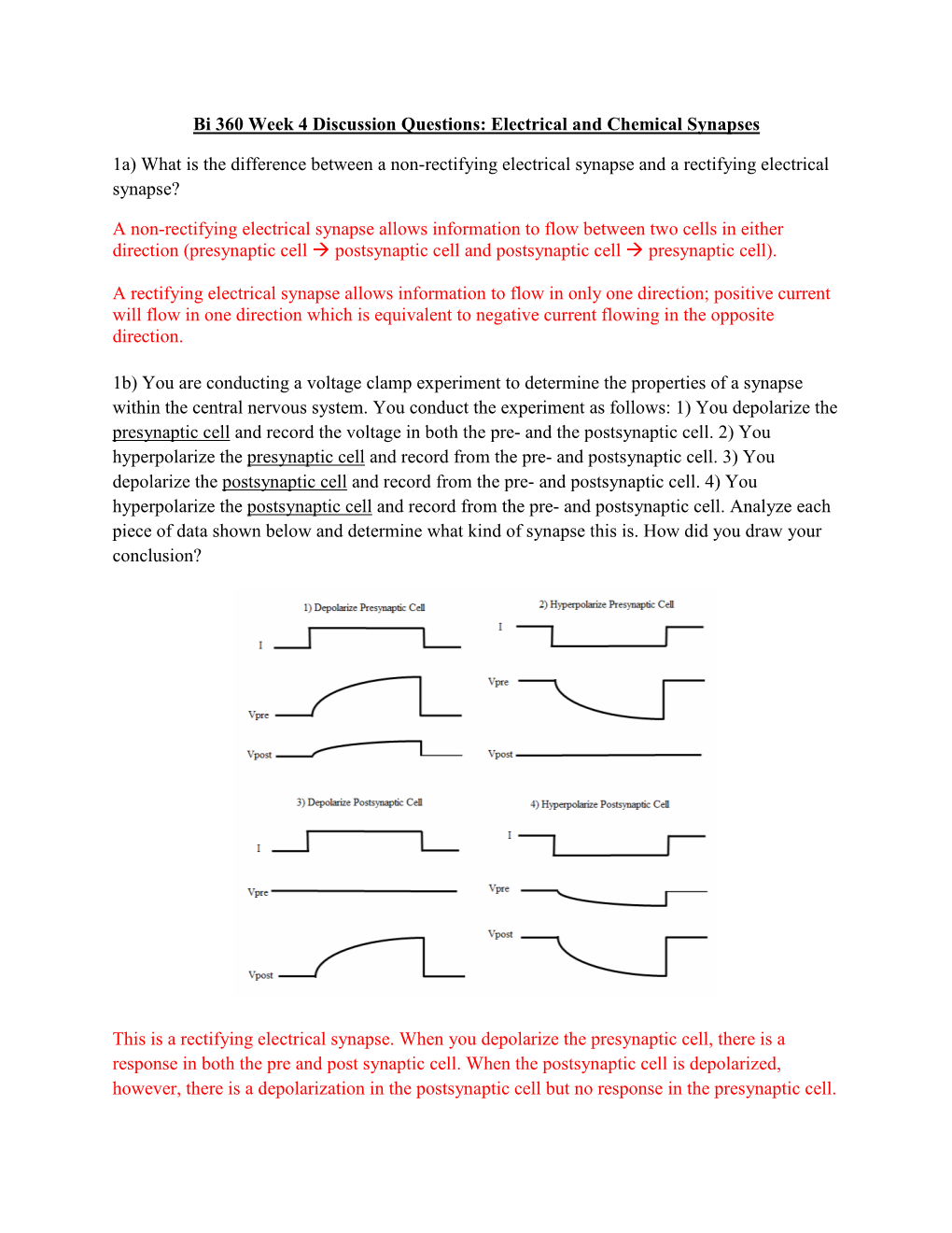 Bi 360 Week 4 Discussion Questions: Electrical and Chemical Synapses