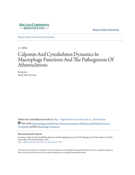 Calponin and Cytoskeleton Dynamics in Macrophage Functions and the Ap Thogenesis of Atherosclerosis Rong Liu Wayne State University