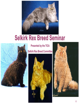 Selkirk Rex Breed Seminar Presented by the TICA Selkirk Rex Breed Committee
