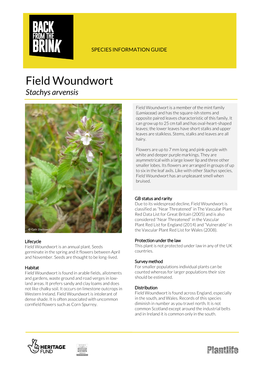 Field Woundwort