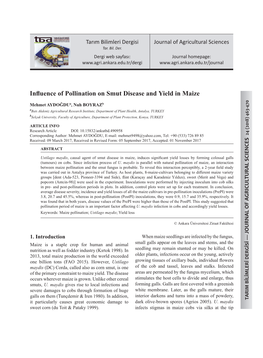 Influence of Pollination on Smut Disease and Yield in Maize