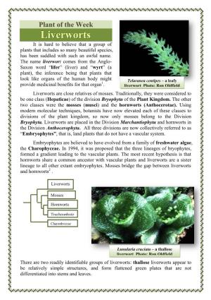 Plant of the Week Liverworts