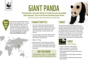 GIANT PANDA the Giant Panda Is Universally Admired for Its Distinctive Eyes and Seemingly Gentle Demeanour