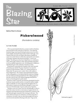 Pickerelweed RANTON G RIGITTE (Pontederia Cordata) B ILLUSTRATION by by P