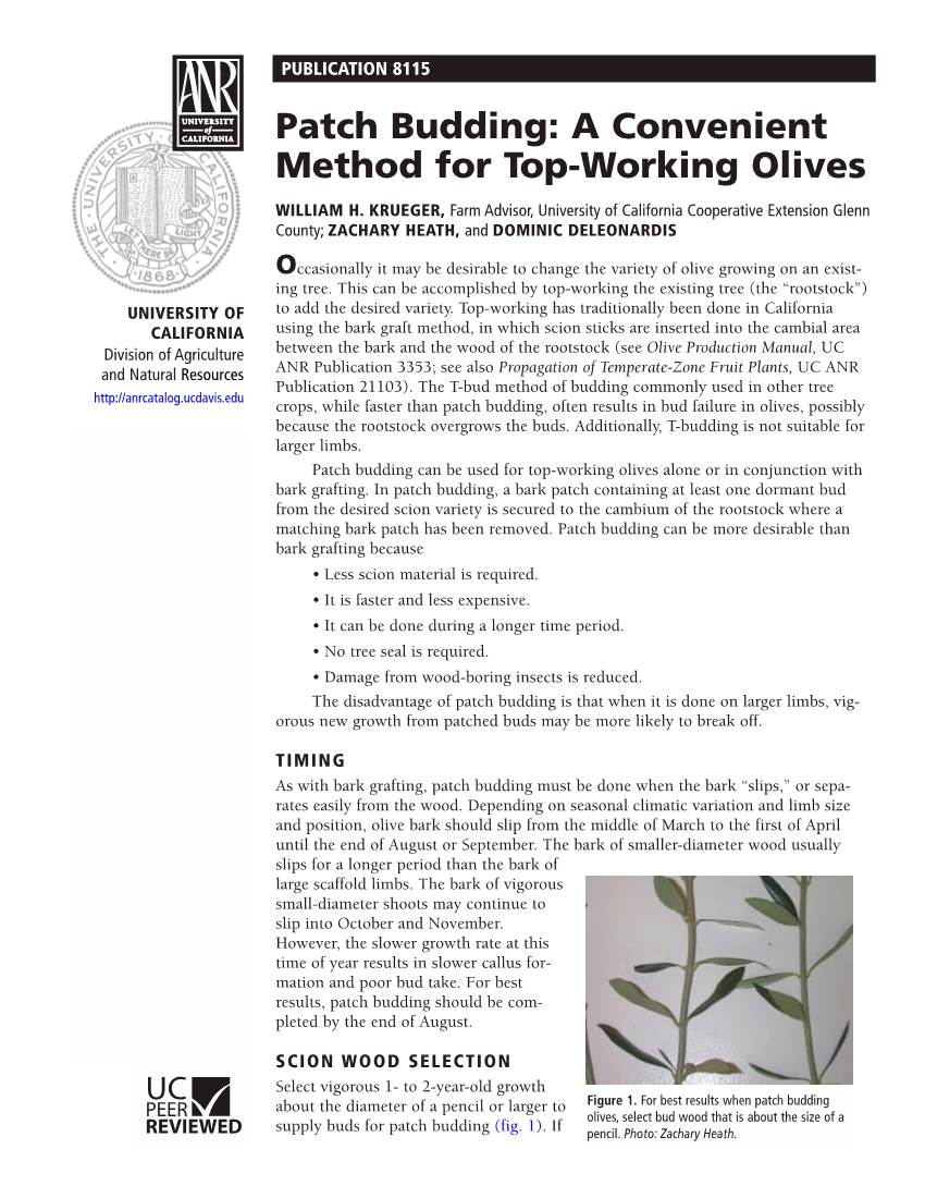 Patch Budding: a Convenient Method for Top-Working Olives