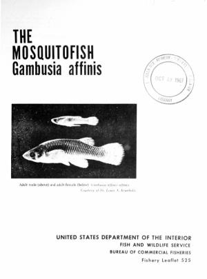 THE MOSQUITOFISH Gambusia Affinis