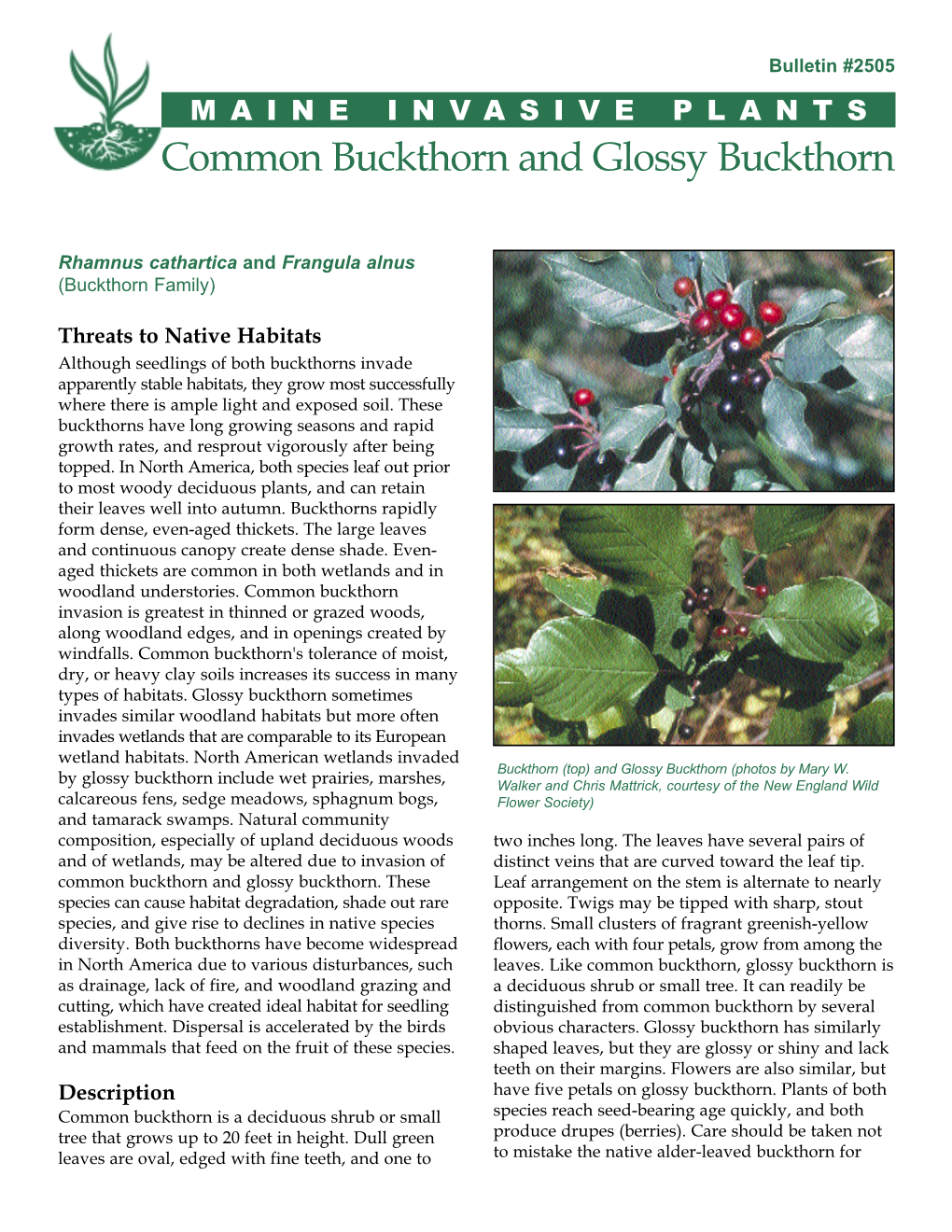 Common Buckthorn and Glossy Buckthorn