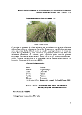 Para Especies Exóticas En México Eragrostis Curvula (Schrad.) Nees, 1841., CONABIO, 2016 1