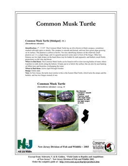 Common Musk Turtle