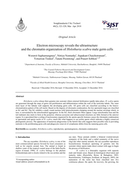 Electron Microscopy Reveals the Ultrastructure and the Chromatin Organization of Holothuria Scabra Male Germ Cells