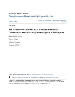 The &lt;I&gt;Matsucoccus&lt;/I&gt; Cockerell, 1909 of Florida (Hemiptera