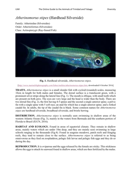 Atherinomorus Stipes (Hardhead Silverside) Family: Atherinidae (Silversides) Order: Atheriniformes (Silversides) Class: Actinopterygii (Ray-Finned Fish)