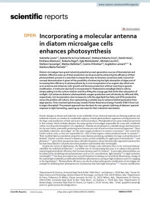 Incorporating a Molecular Antenna in Diatom Microalgae Cells Enhances