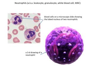 Neutrophils (A.K.A