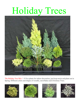 The Holiday Tree Mix ! 15 Live Plants for Indoor Decoration, Just Keep Moist and Plant out in Spring