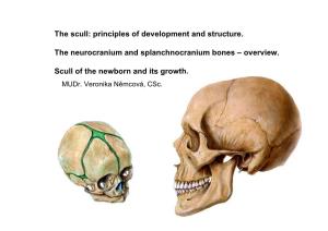 Neurocranium + Splanchnocranium