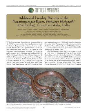 Platyceps Bholanathi (Sharma Nine Additional Records of P