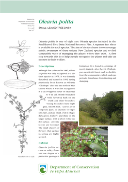 Olearia Polita PO Box 743 Invercargill SMALL–LEAVED TREE DAISY May 2007