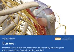 Have Human Anatomy Atlas for Iphone Or Android?