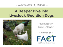A Deeper Dive Into Livestock Guardian Dogs